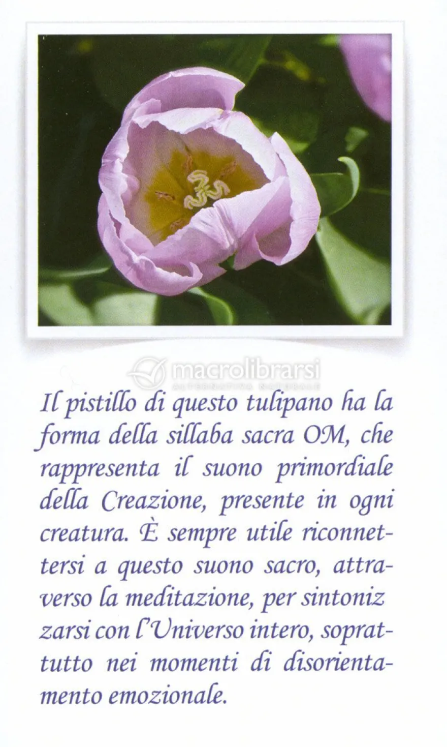 Madre Terra e Regni di Natura