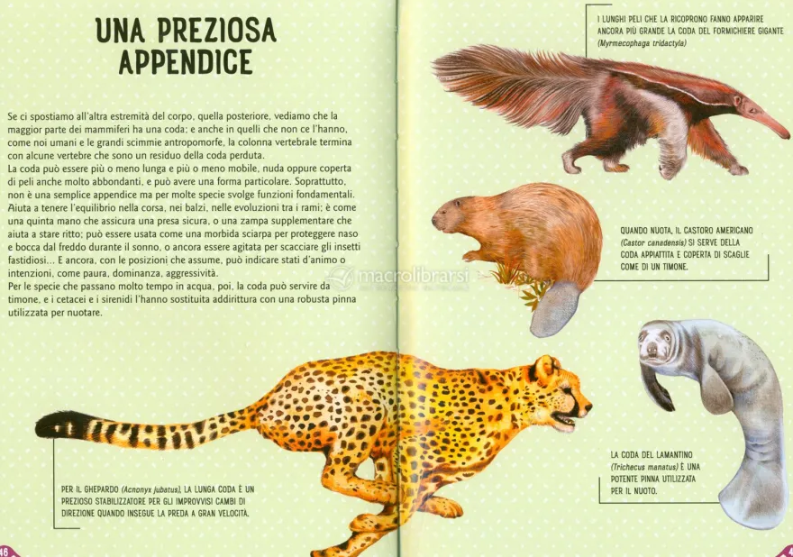 Mammiferi del Mondo