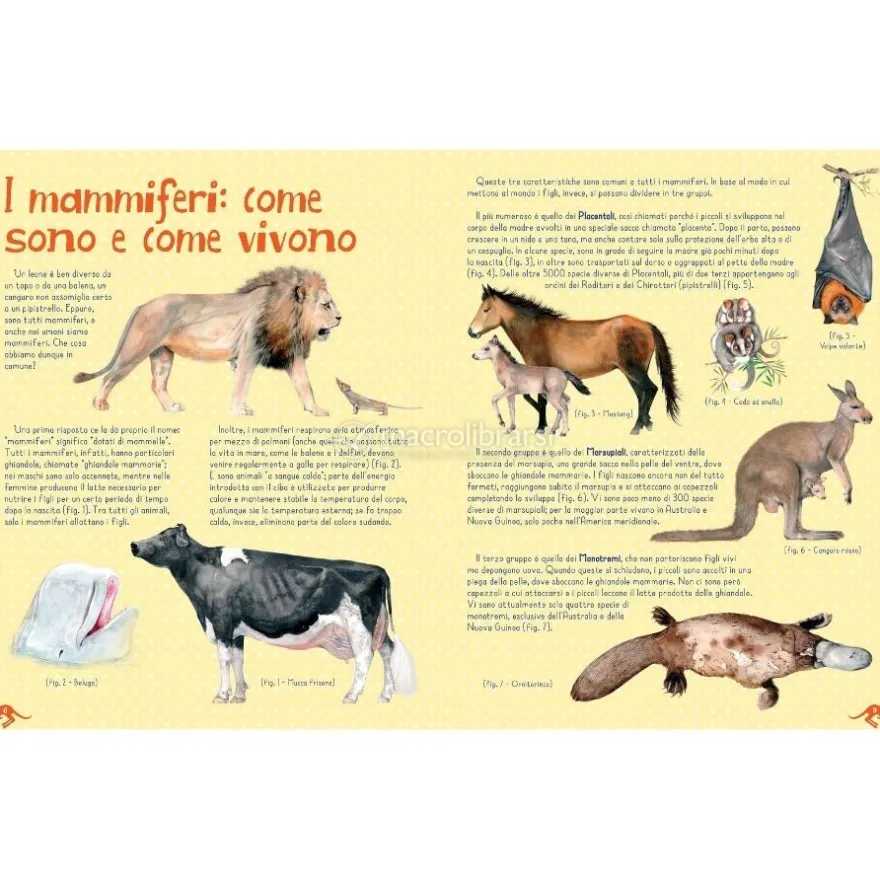 Mammiferi del Mondo