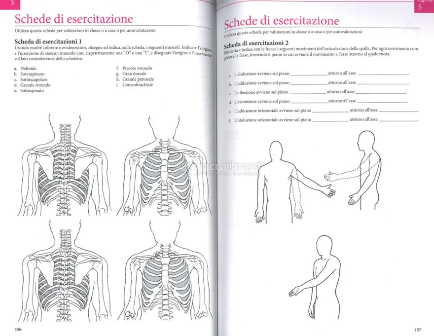 Manuale di Kinesiologia Strutturale