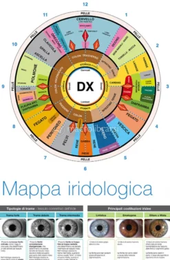 Mappa Iridologica Riflessa Organizzata