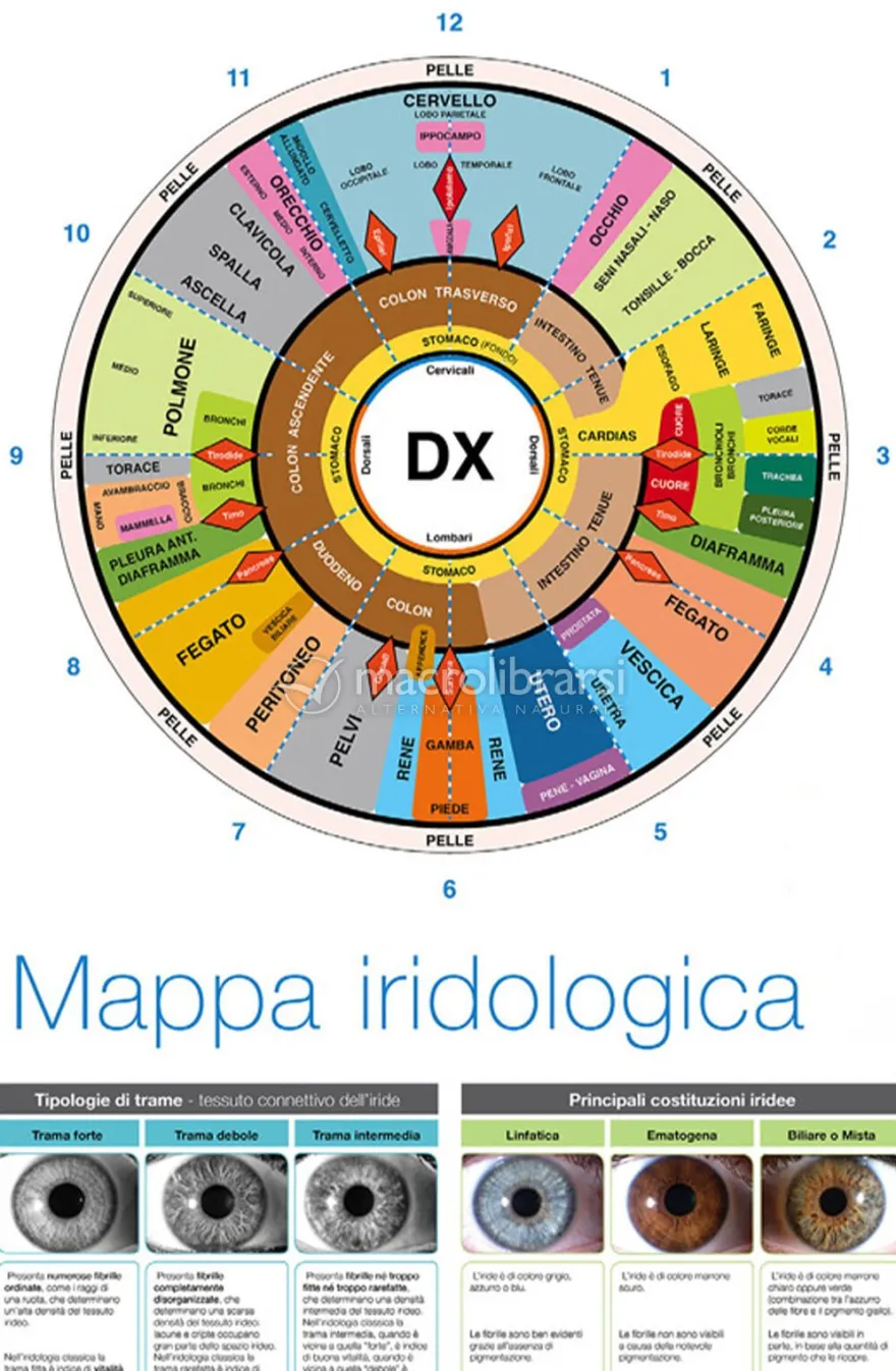 Mappa Iridologica Riflessa Organizzata