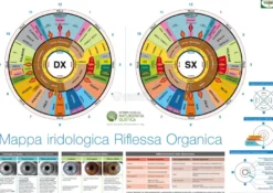 Mappa Iridologica Riflessa Organizzata