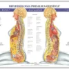 Mappa: Riflessologia Podalica Olistica Aree Laterali