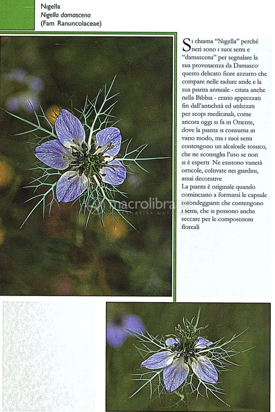 Maremma in Fiore