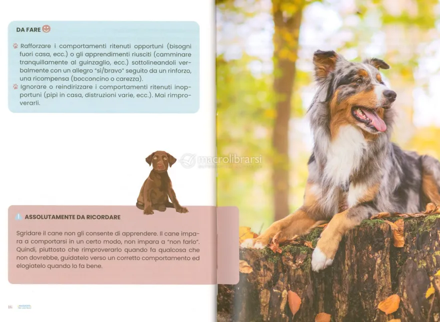Massaggi per Cani Felici