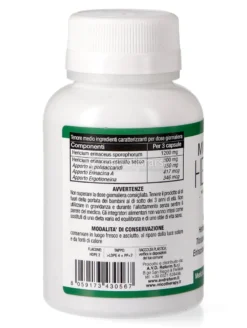 Micotherapy - Hericium
