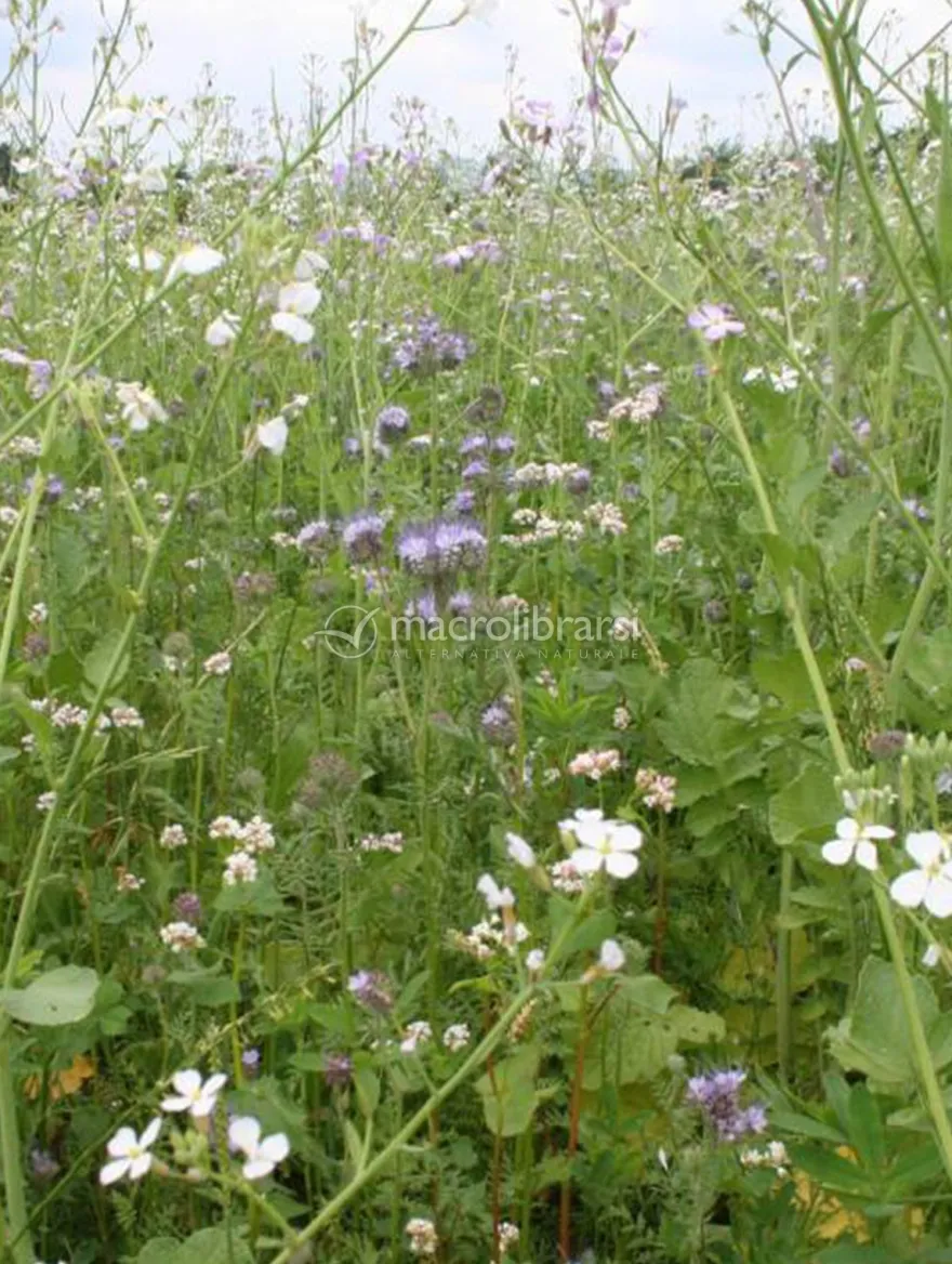 Miscela Multifloreale Arcoiris - 1 kg