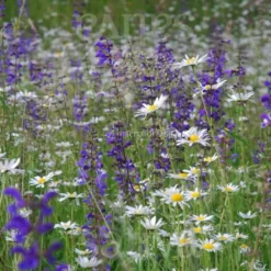 Miscela Prato di Fiori Selvatici