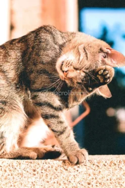 Nella Mente del tuo Gatto