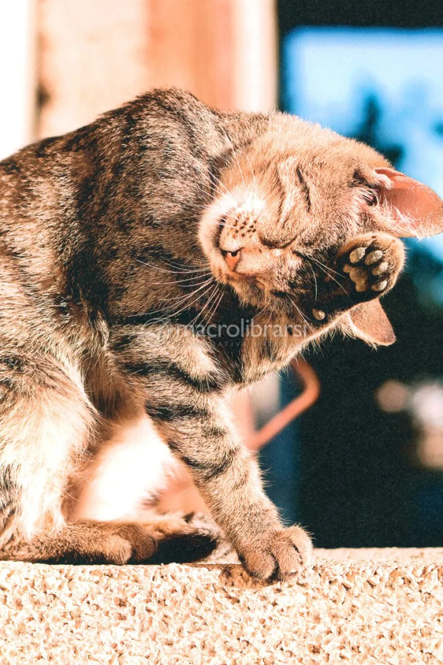 Nella Mente del tuo Gatto