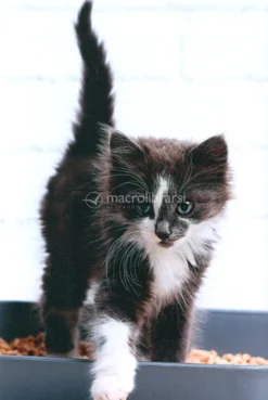Nella Mente del tuo Gatto