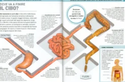 Non può Essere Vero! Il Corpo Umano