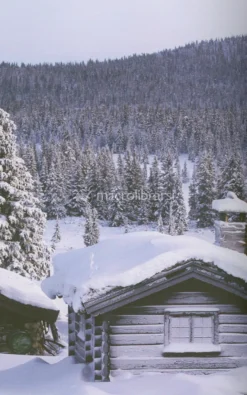 Norwegian Wood