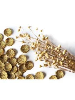 Orecchini in Oro Vegetale Capim Dourado - Mandala