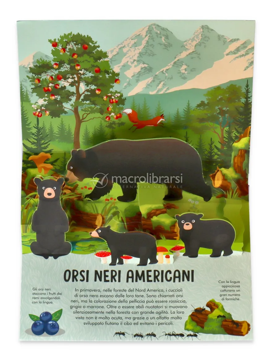 Orsi - Natura Pop Up