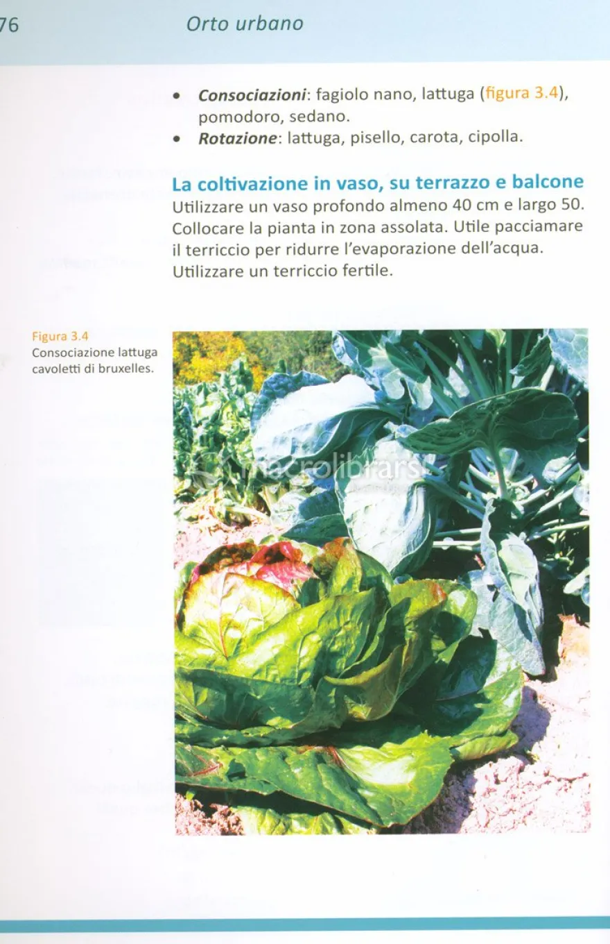 Orto Urbano