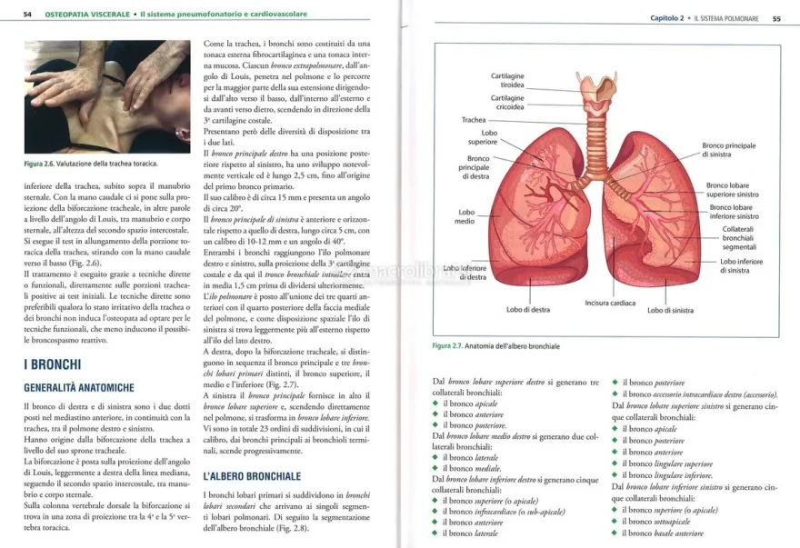 Osteopatia Viscerale: Sistema Pneumofonatorio e Cardiovascolare
