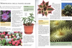 Piante Grasse