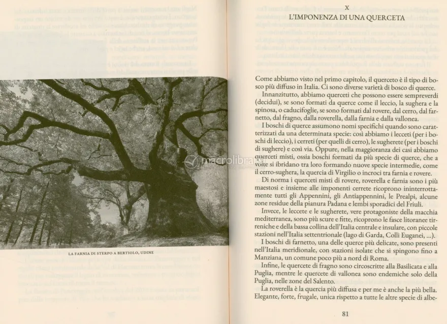 Piccolo Manuale di Alberi, Boschi, Forestali e Comitati