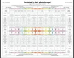 Poster Mappa Denti/Organi