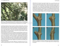 Potatura e Forme d'Allevamento dell'Olivo