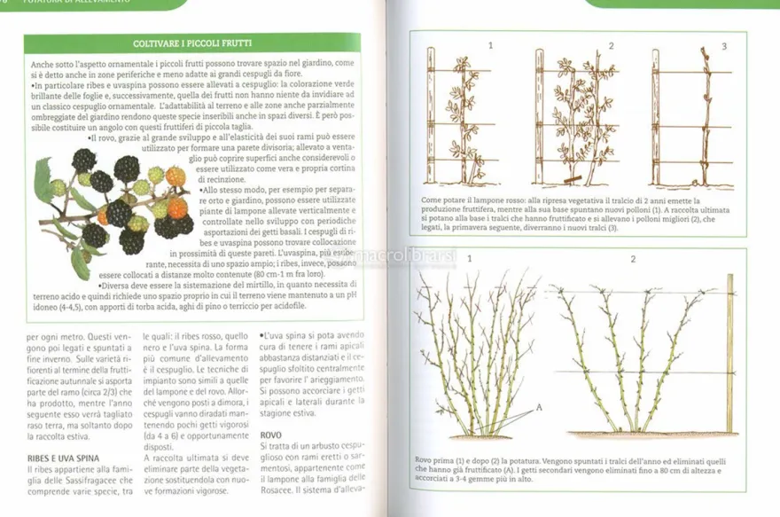 Potature e Innesti per le Piante da Frutto