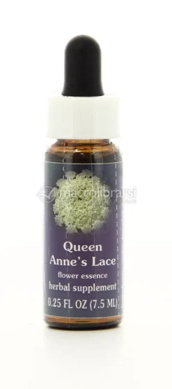 Queen Anne's Lace - Fiori californiani