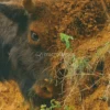 Rewilding, il Nuovo Approccio Radical al Recupero degli Ecosistemi