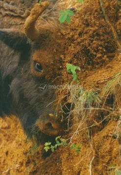 Rewilding, il Nuovo Approccio Radical al Recupero degli Ecosistemi