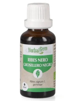 Ribes Nero Gemme