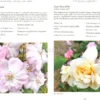 Rose Antiche e Vintage