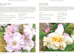 Rose Antiche e Vintage