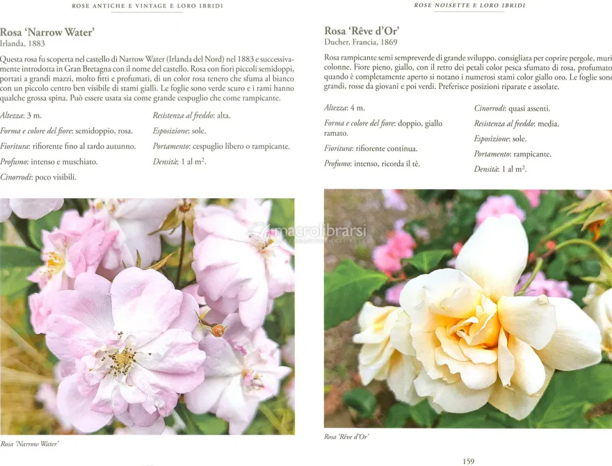 Rose Antiche e Vintage