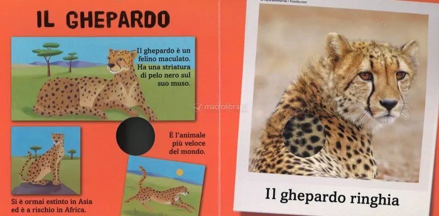 Salviamo gli Animali della Savana