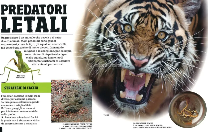 Scanorama Predatori Letali
