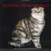 Scottish e Highland Fold