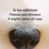 Se Ben Addestrato l'Umano Può Diventare il Miglior Amico del Cane