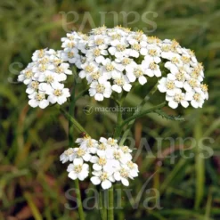 Semi di Achillea Millefoglie