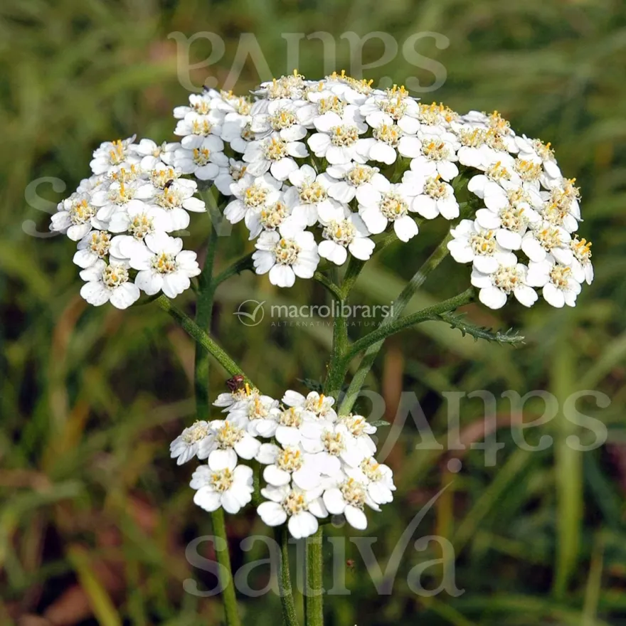 Semi di Achillea Millefoglie
