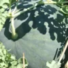 Semi di Anguria di Faenza