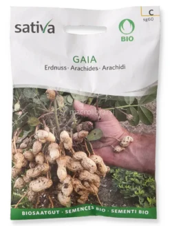 Semi di Arachidi - Gaia