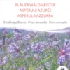 Semi di Asperula Azzurra