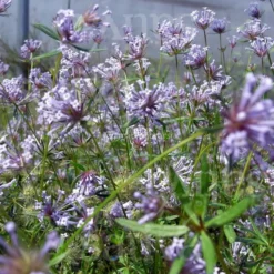 Semi di Asperula Azzurra