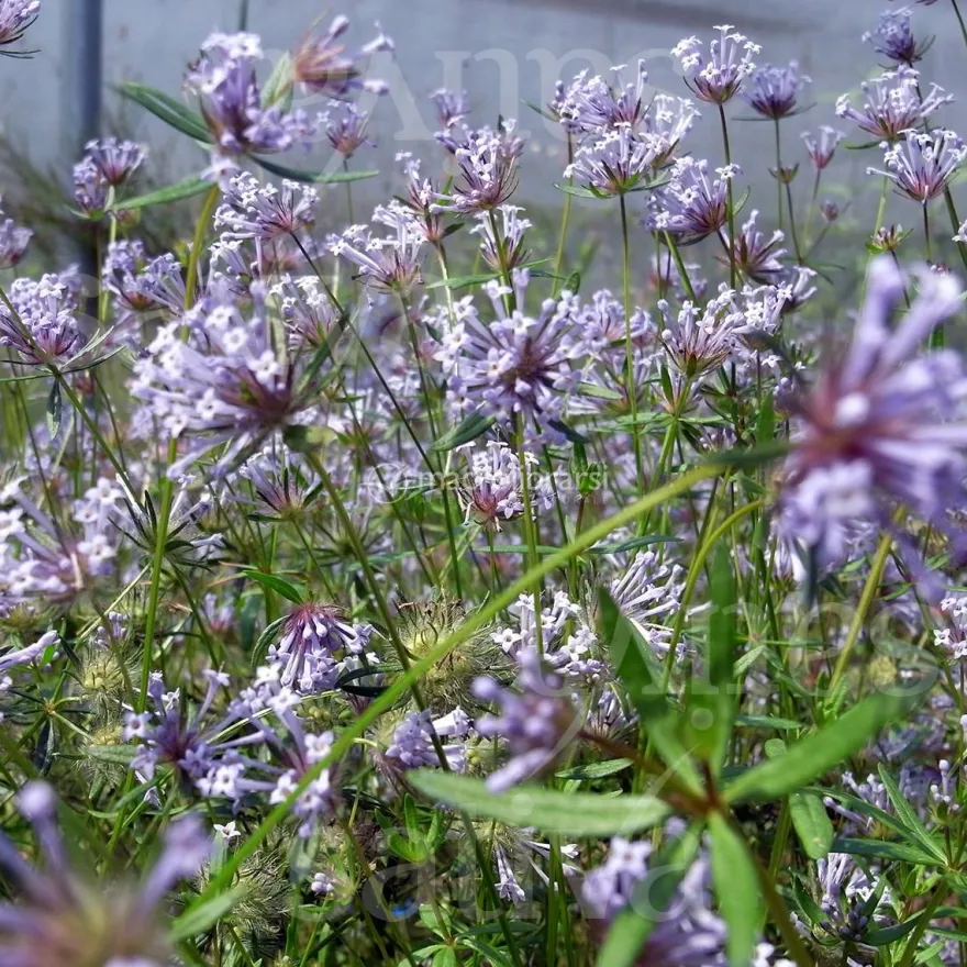 Semi di Asperula Azzurra