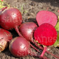 Semi di Barbabietola Rossa - Gesche Sg