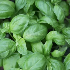 Semi di Basilico