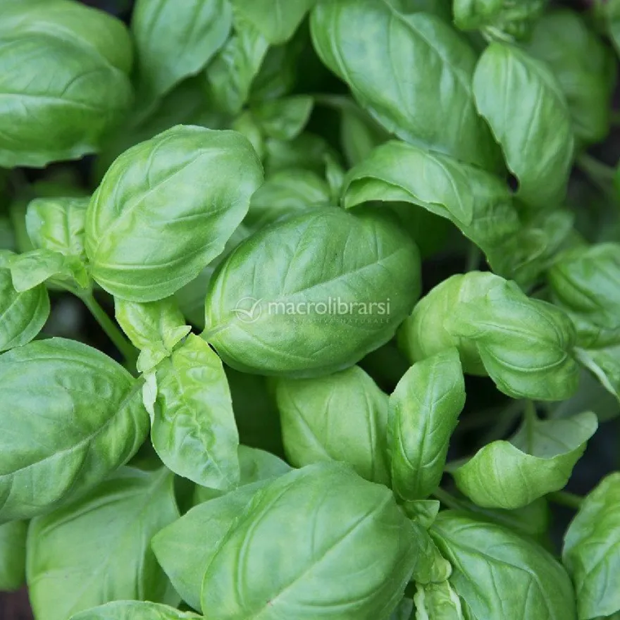 Semi di Basilico
