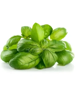 Semi di Basilico Aromatico della Riviera Ligure Bio