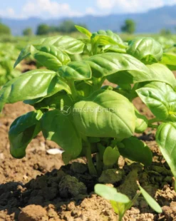 Semi di Basilico Aromatico della Riviera Ligure Bio